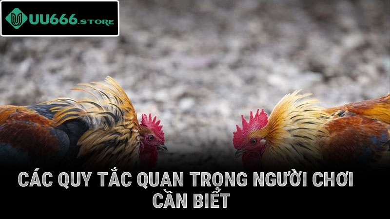 Các quy tắc quan trọng người chơi cần biết