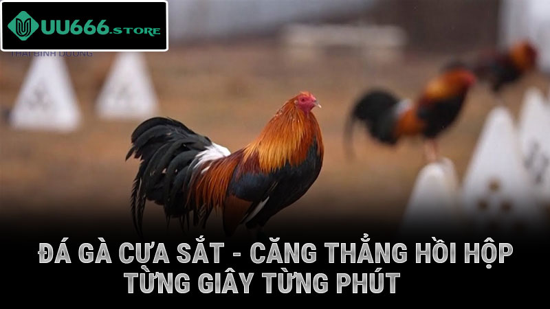 Đá Gà Cựa Sắt - Căng thẳng hồi hộp từng giây từng phút