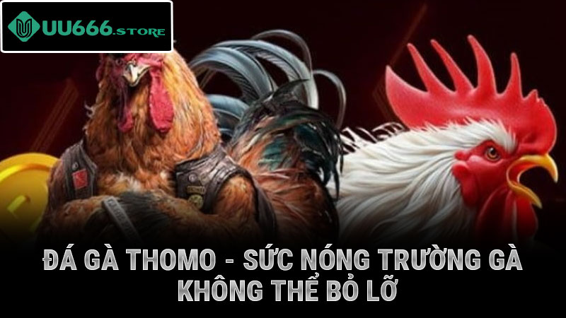 Đá Gà Thomo - sức nóng trường gà không thể bỏ lỡ