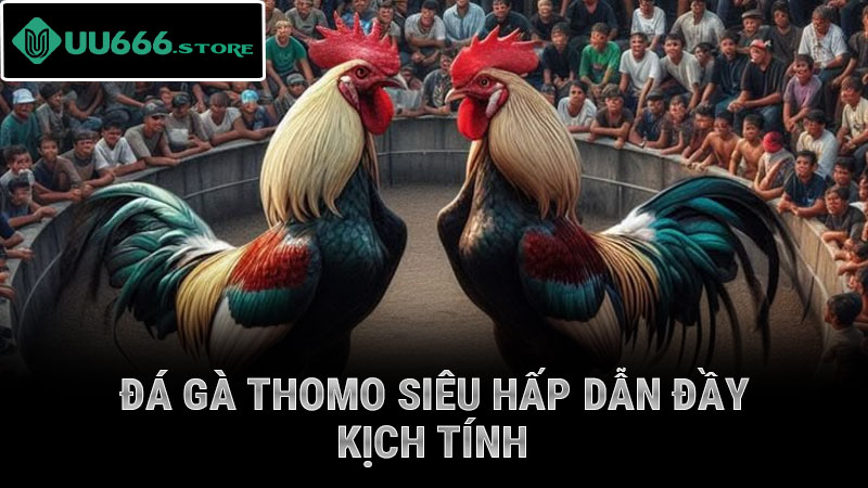 Đá gà Thomo siêu hấp dẫn đầy kịch tính