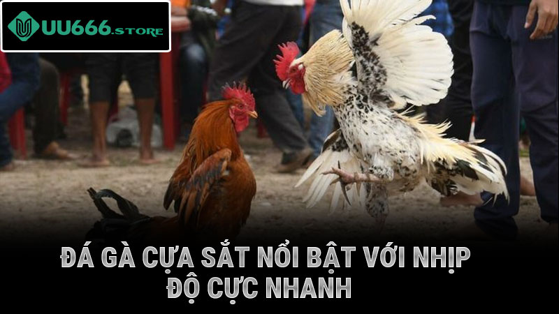 Đá gà cựa sắt nổi bật với nhịp độ cực nhanh